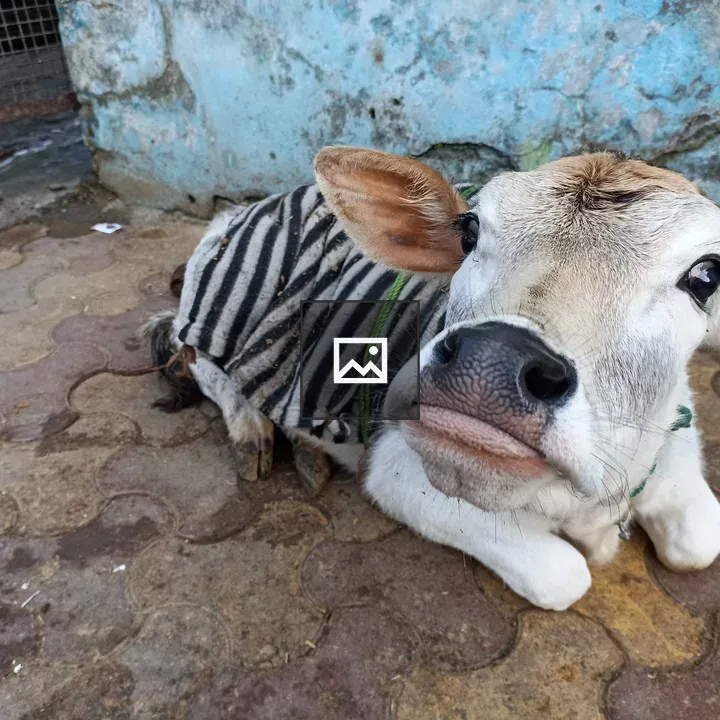 Calf Laying with Nose Toward Camera