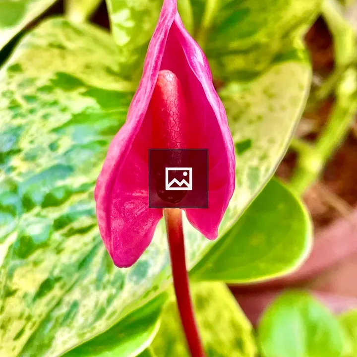 Anthurium Flower Bud