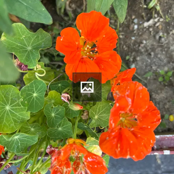 Nasturtium Flowers in Garden