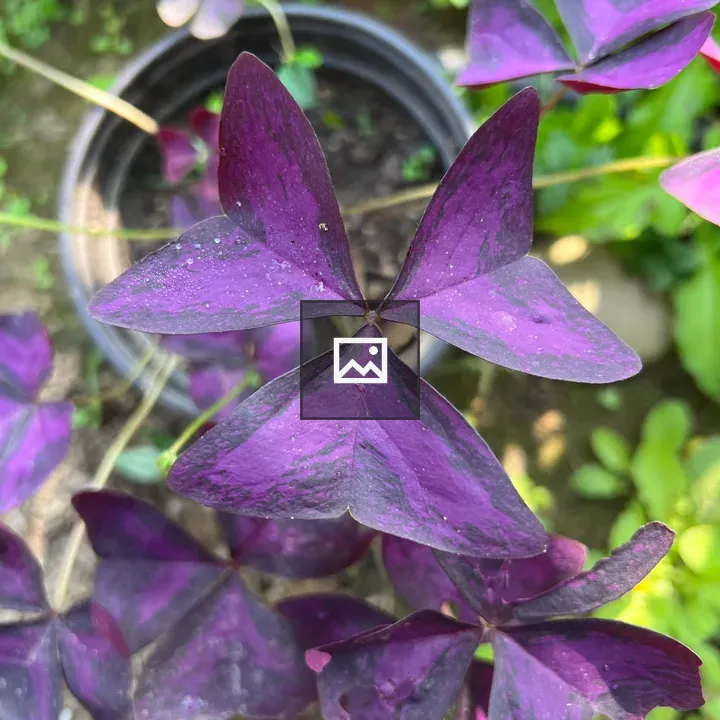 Purple Triangularis Oxalis