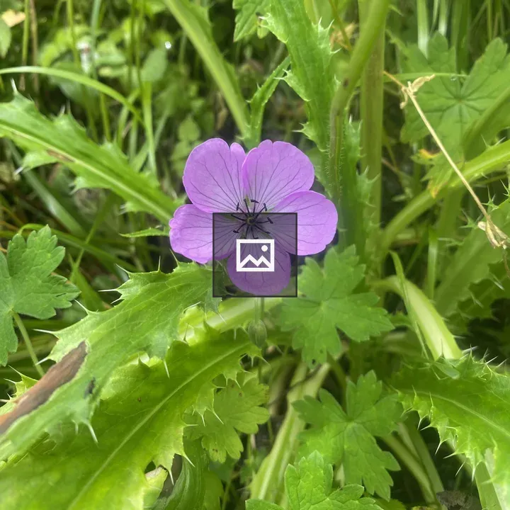 Pinkish-purple flower in garden