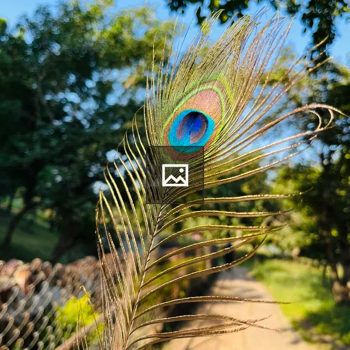 Peacock Feathers