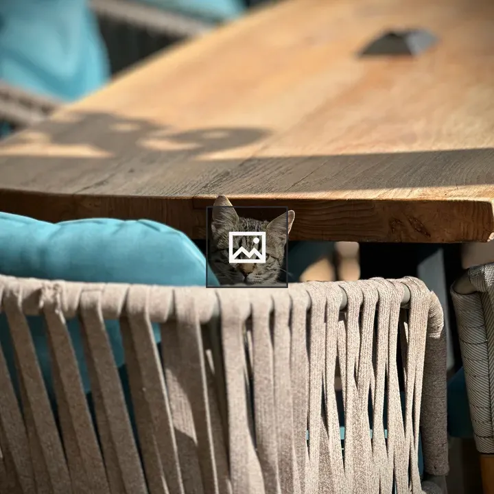 Cat on the Chair