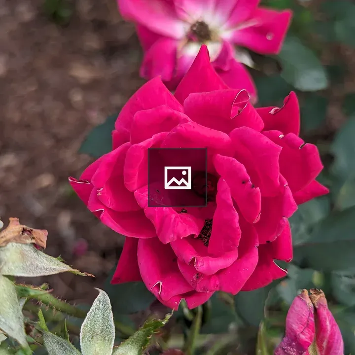 Roses in Various States of Decay