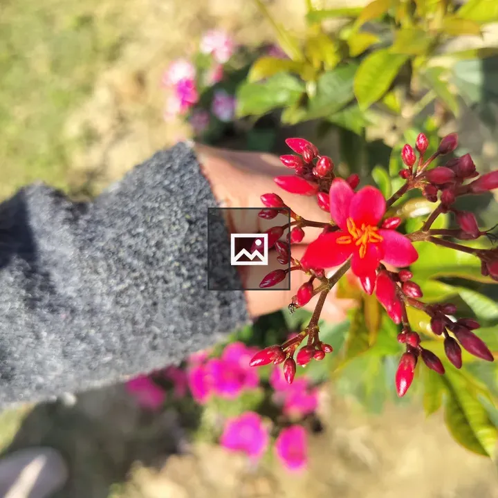 Red flower held by hand