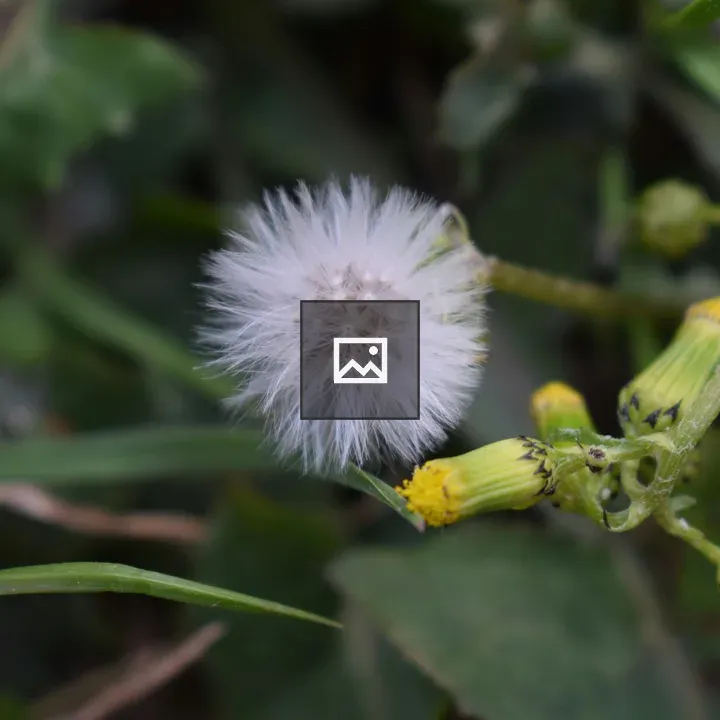 Dandelion Close-Up