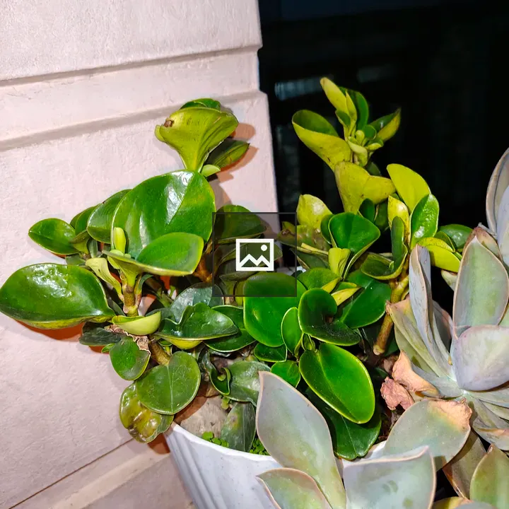 Close-up of two potted plants
