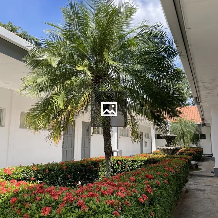 Palm tree in garden