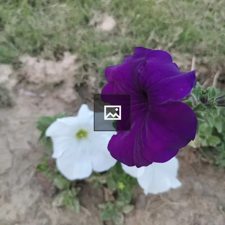 Vibrant purple and white flowers