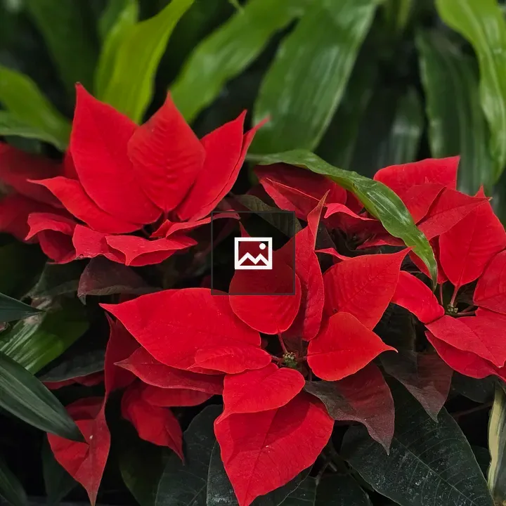 Poinsettia flowers with green leaves