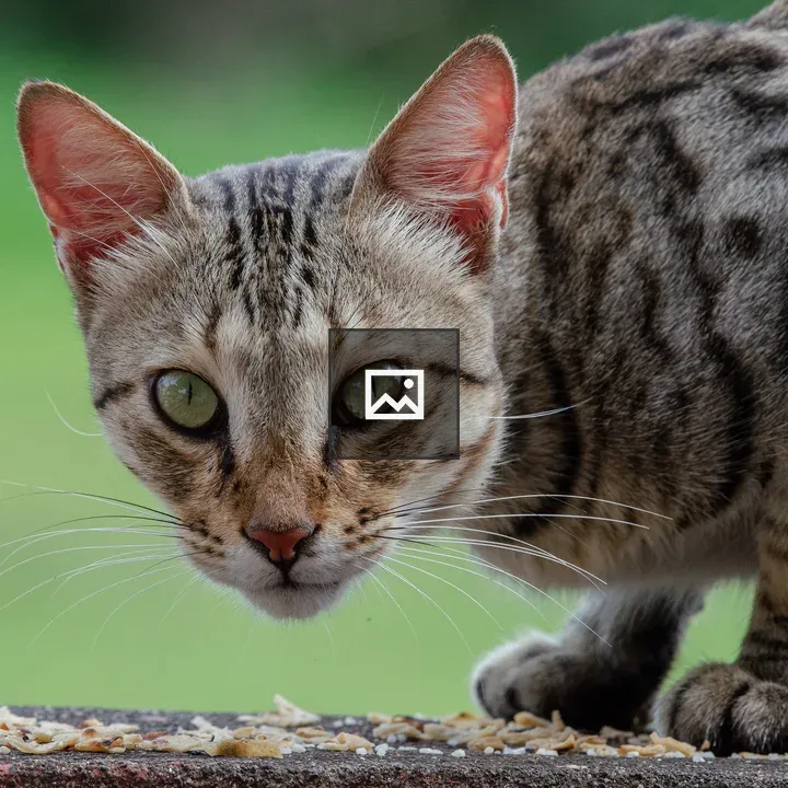 Striped Cat Close-up