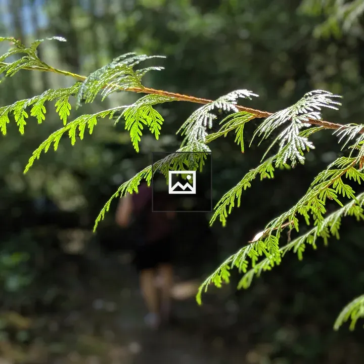 Tree branch in forest scene