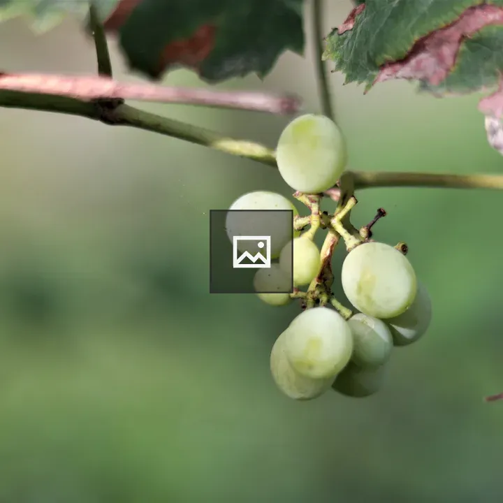 Grapes on a Vine Branch