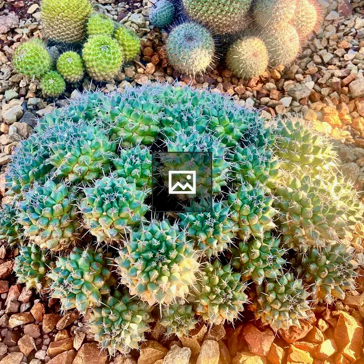 Cacti in Gravel Bed