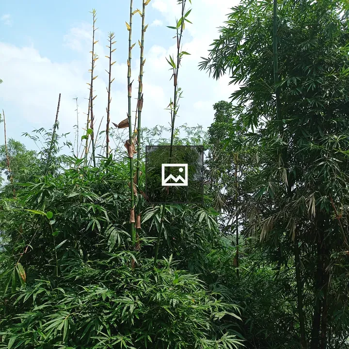 Wild bamboo grove