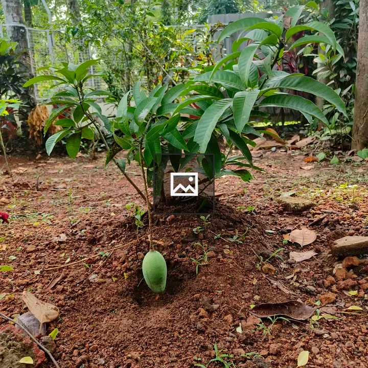 Young mango tree in garden