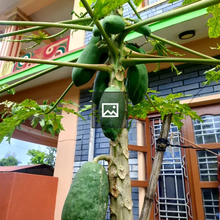 Papaya tree with green fruit