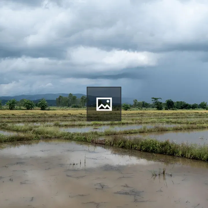 Rice Field in Rainy Season