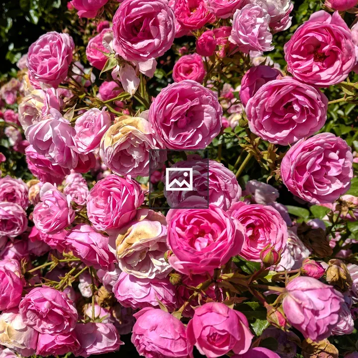 Roses from Beacon Hill Park