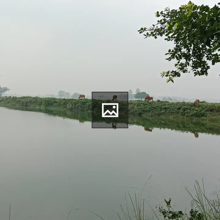 Landscape by the pond with cows