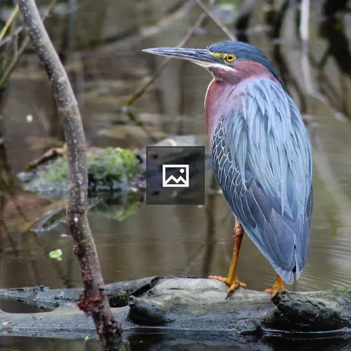 Green Heron in Sterling NY