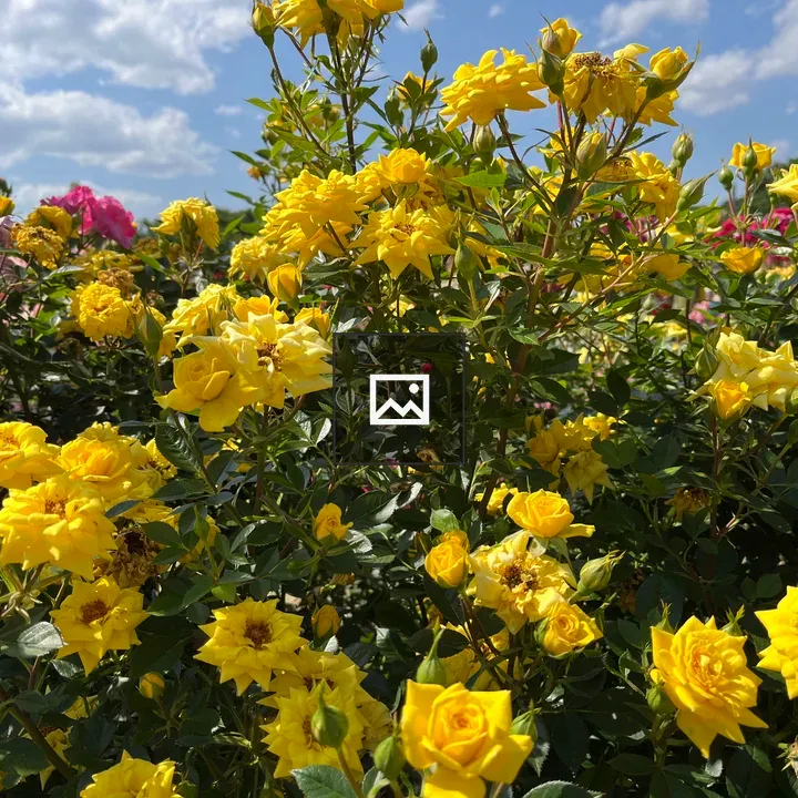 Yellow Roses in Bloom