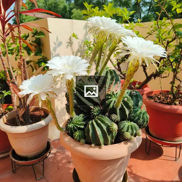 Flower in a cactus bloom