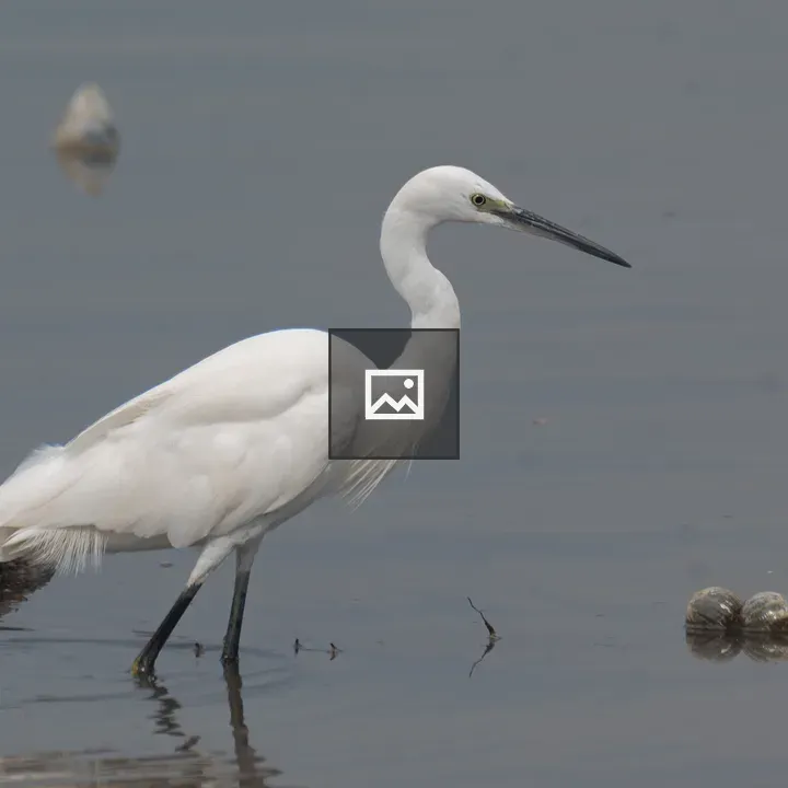 White heron in shallow water