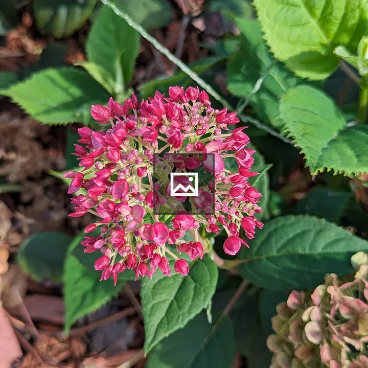 Red and Yellow Hydrangea