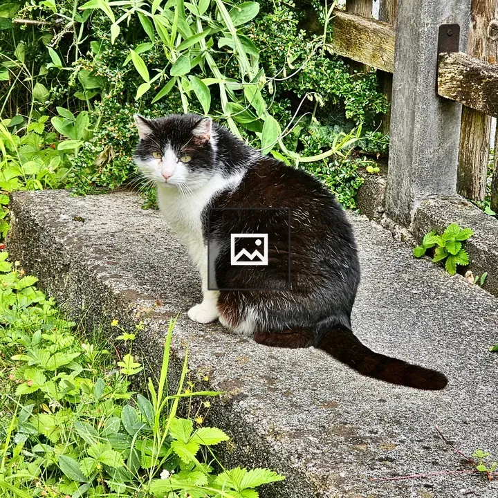 Black and White Cat in Salzburg