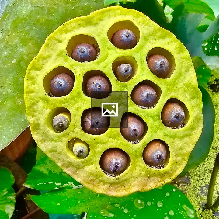 Lotus seed pods in garden