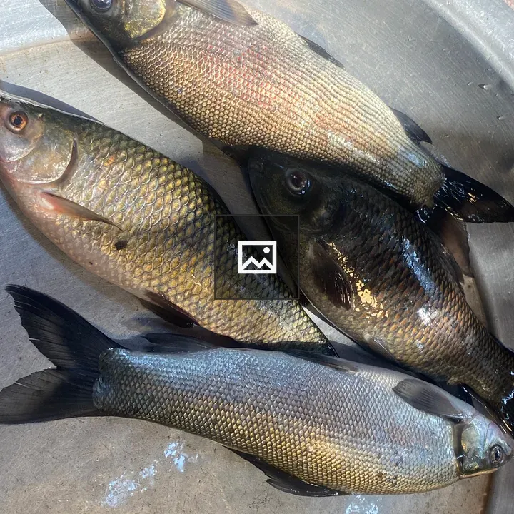 Four Fresh Fish in Bowl