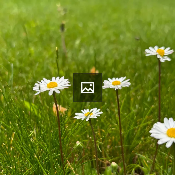 Daisies on Green Lawn