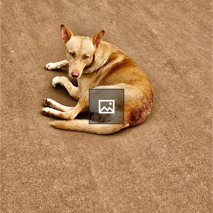 Indian street dog