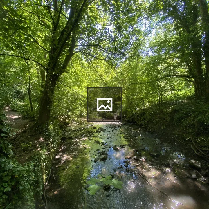 Woodland scene with stream