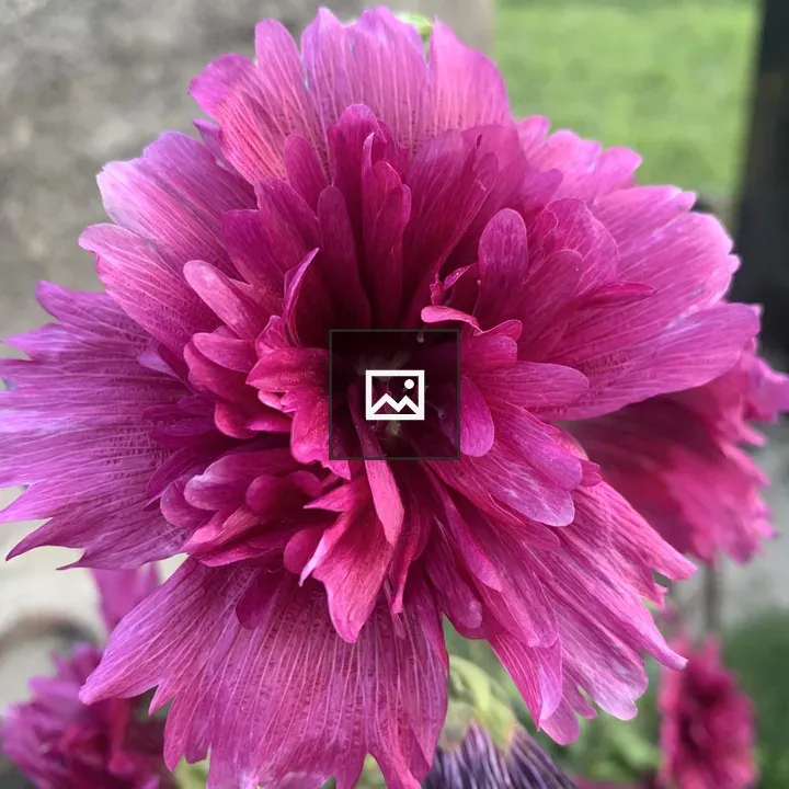 Close-up Pink Flower Petals