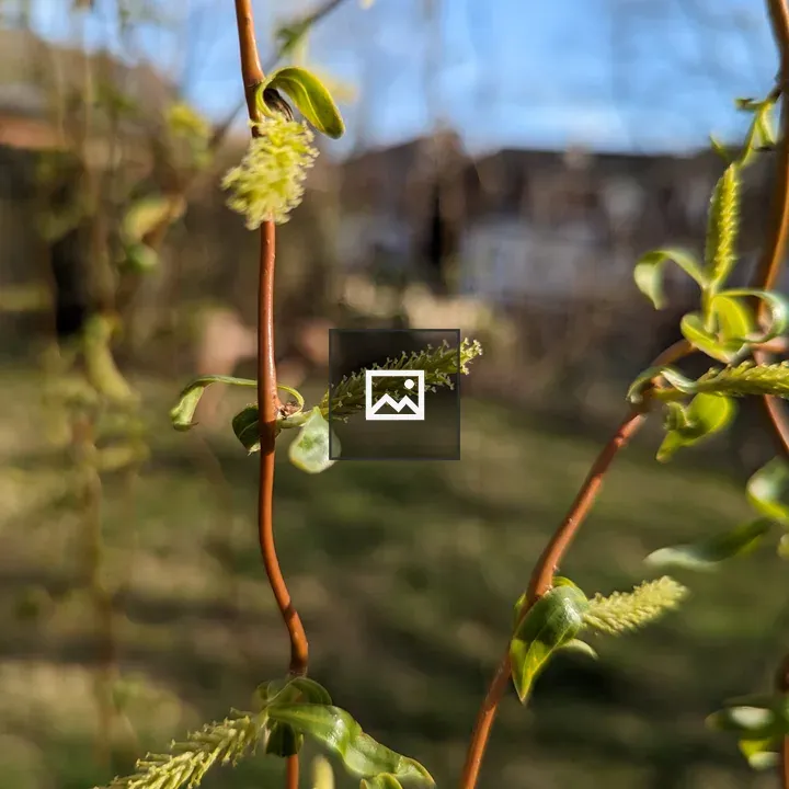 Very early willow tree buds