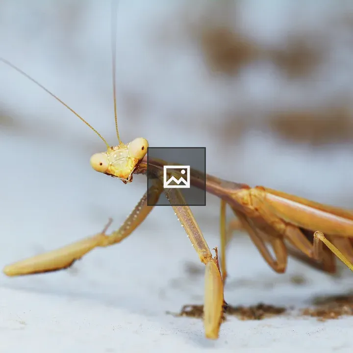 Praying Mantis Staring at Camera