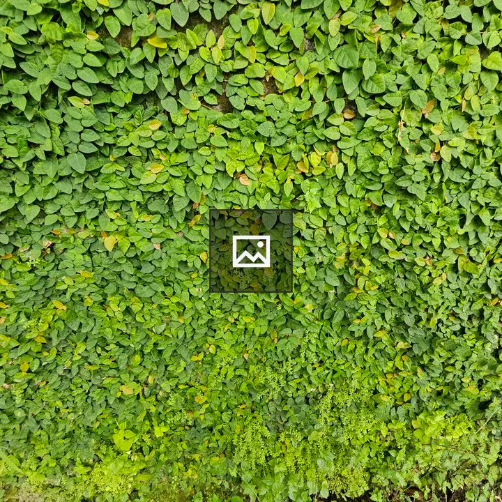 Green Wall with Heart-Shaped Leaves