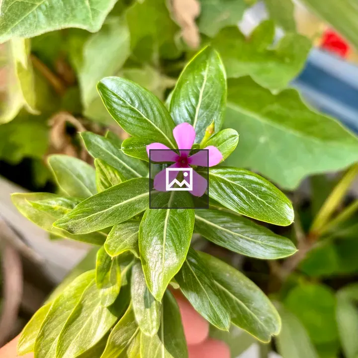 Hand with pink flower among green leaves