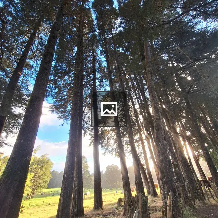 View Up Through Tall Trees