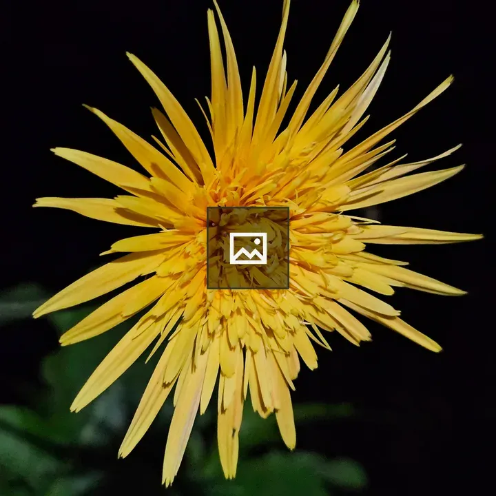 Night view of yellow Gerbera flower
