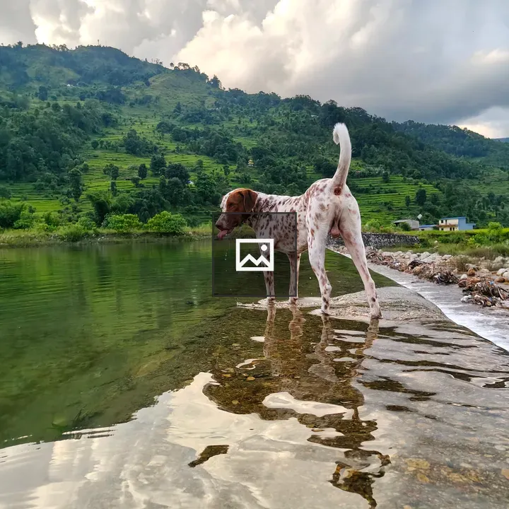 Spaniel in Water with Hills