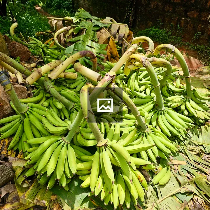Freshly harvested green bananas