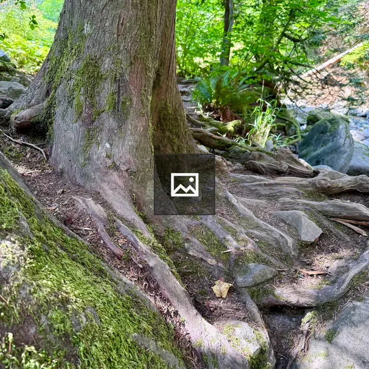 Tall tree with mossy forest floor
