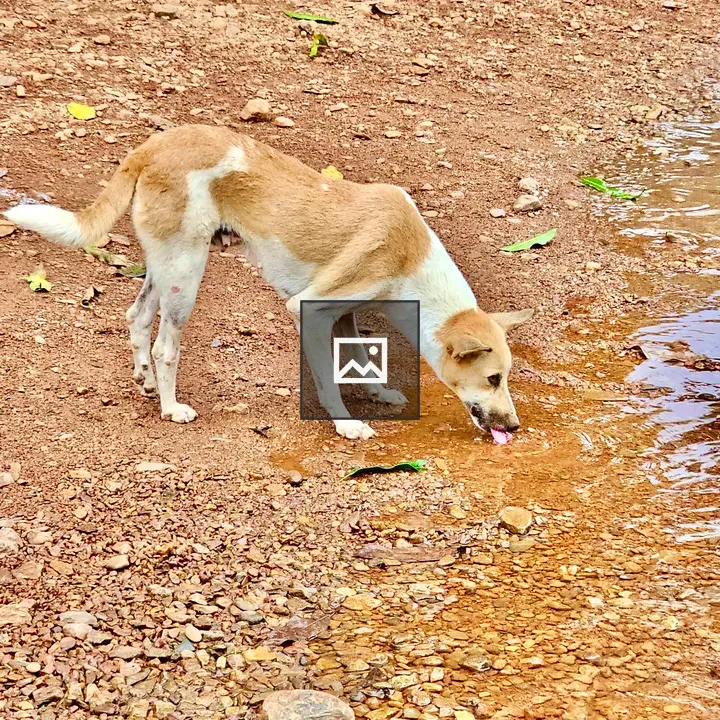 Street Dog Drinking Water