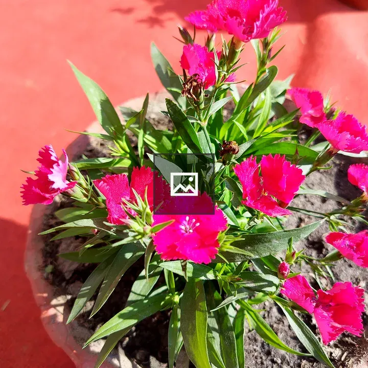 Pink flowers in clay pot