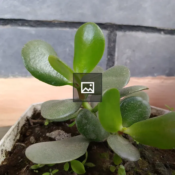 Succulent in White Pot