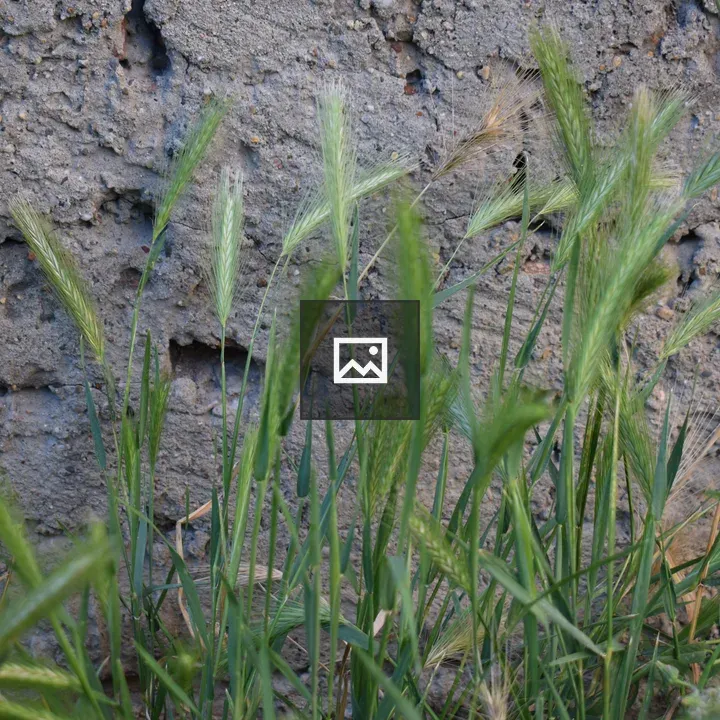 Green Grass with Seed Heads