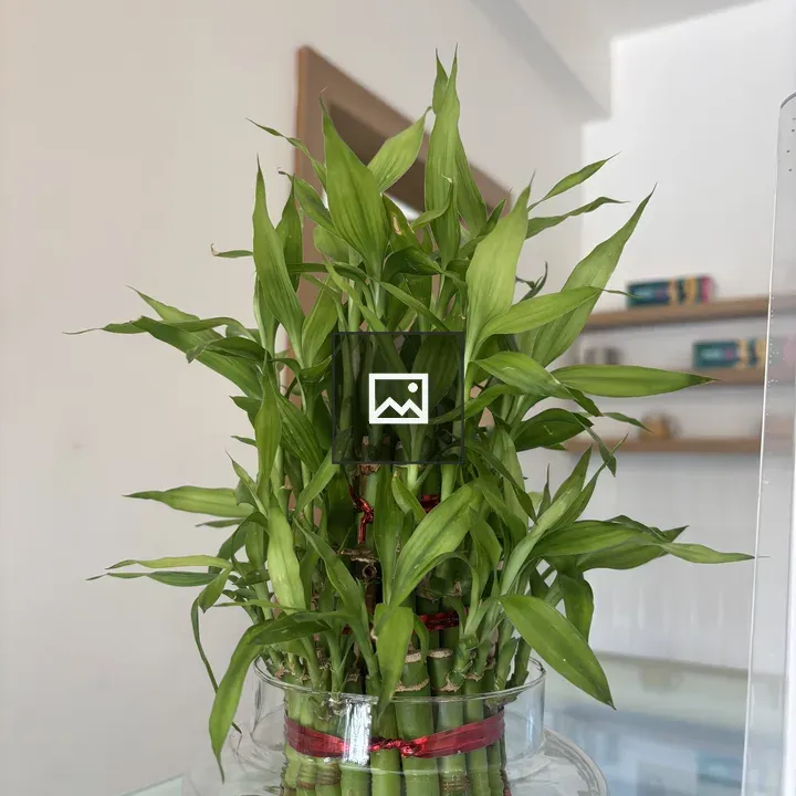 Bamboo plant arrangement in glass vase